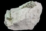 Oreodont Jaw Section & Bone In Rock - South Dakota #81912-3